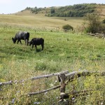 IMG_0277