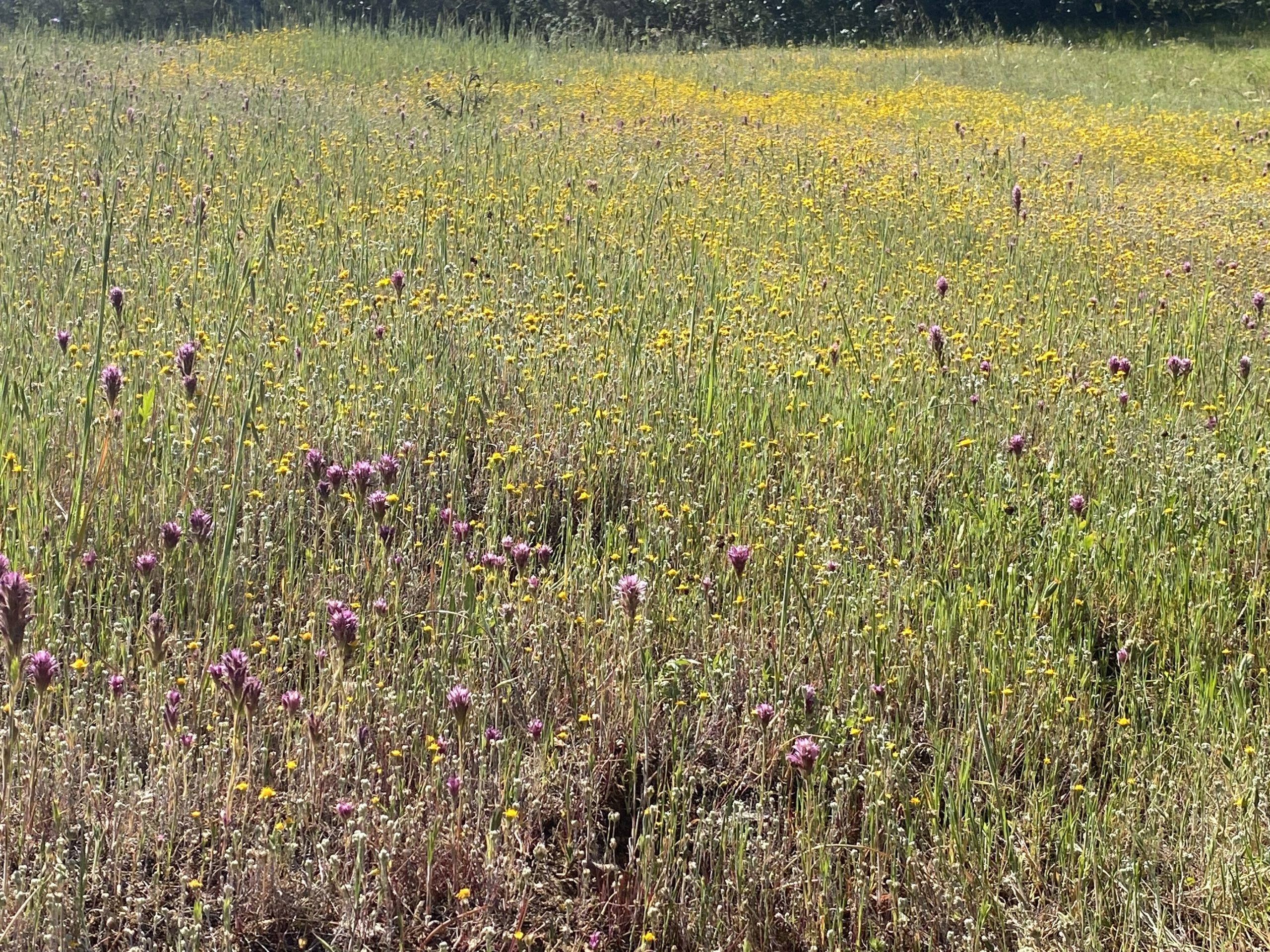 WILDFLOWER HIKE Edgewood Park C I T I N E R A R I E S